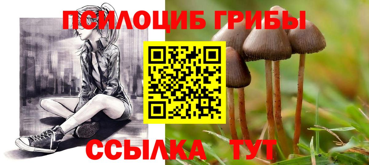 Галлюциногенные грибы Psilocybine cubensis Сунжа